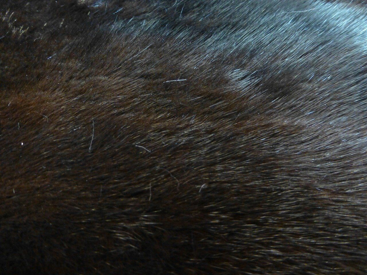 mink-247488_1280